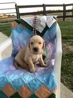 Johnny , a male Golden Retriever for sale in Baltic, OH – 3 of 8