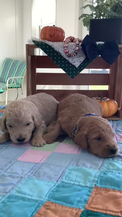 Manny F1b Goldendoodle , a male Goldendoodle for sale in Baltic, OH – 7 of 9