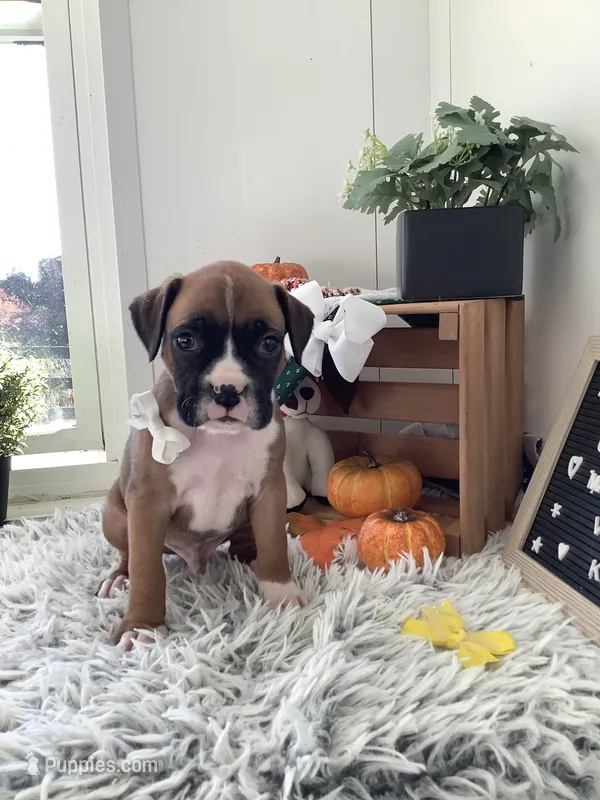 Leo – Boxer puppy for sale in Baltic, OH