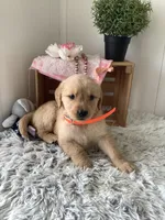 Connie, a female Golden Retriever for sale in Baltic, OH – 3 of 8
