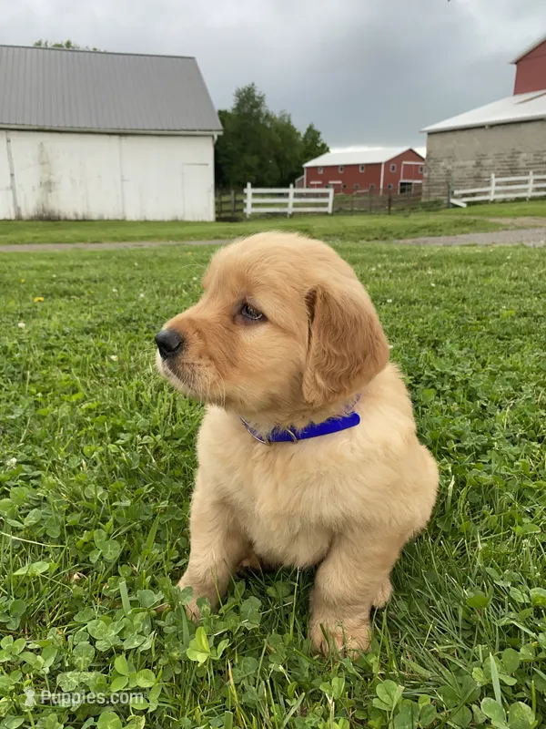 Macho – Golden Retriever puppy for sale in Baltic, OH