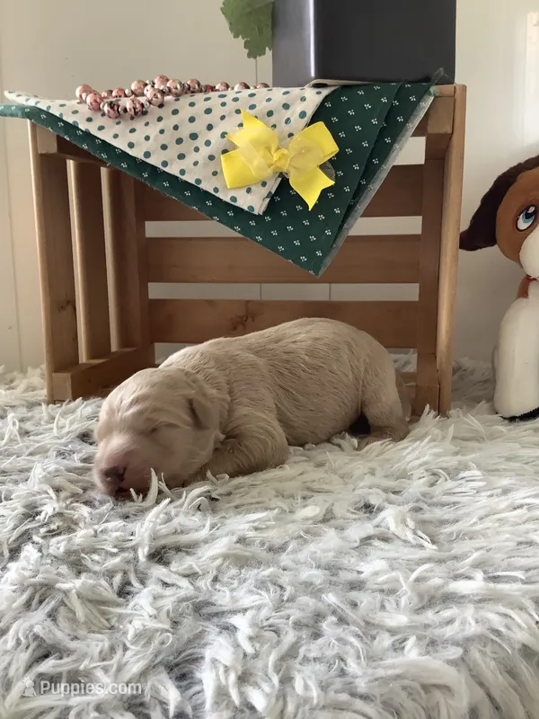 Ryan -F1b  – Goldendoodle puppy for sale in Baltic, OH