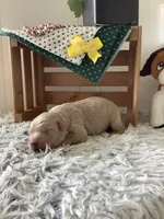 Ryan -F1b , a male Goldendoodle for sale in Baltic, OH – 1 of 6