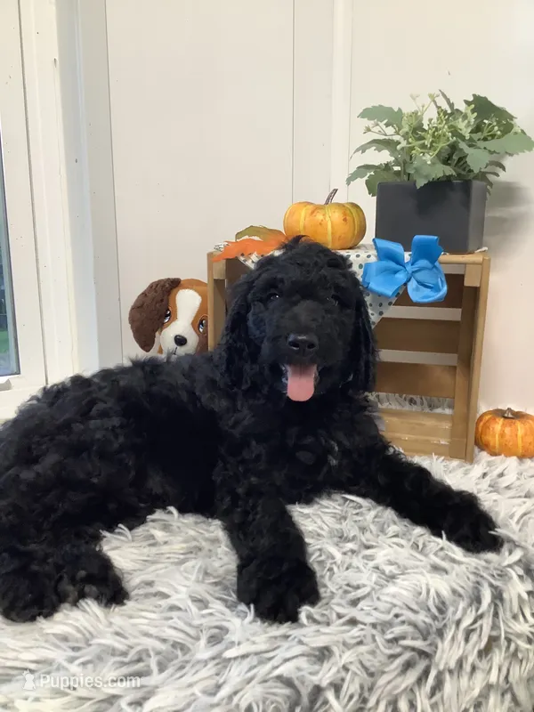 Macho  -F1bb standard  – Goldendoodle puppy on hold in Baltic, OH