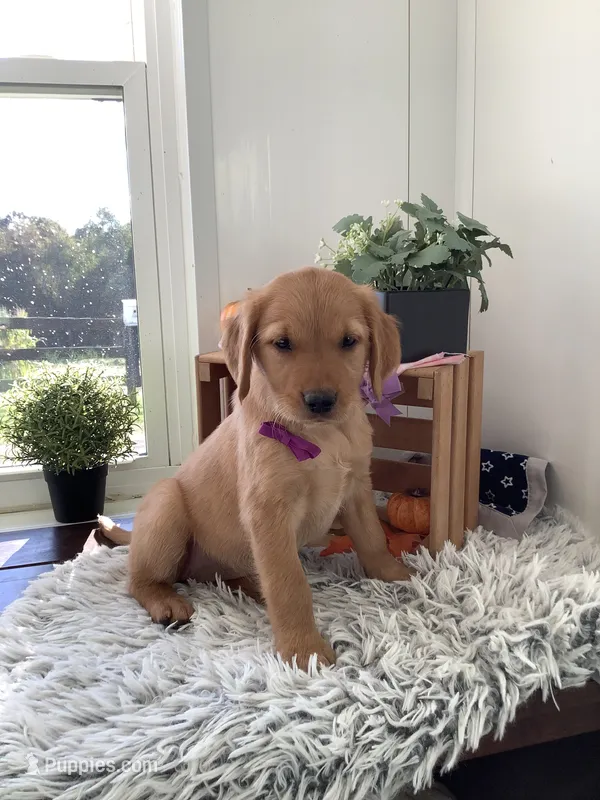 Laina  – Golden Retriever puppy for sale in Baltic, OH