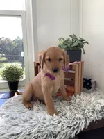 Laina , a female Golden Retriever for sale in Baltic, OH – 1 of 10