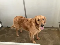 Frankie, a male Golden Retriever for sale in Baltic, OH – 6 of 8