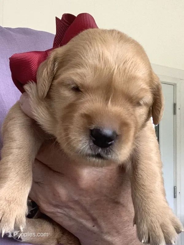 Sheila  – Golden Retriever puppy for sale in Baltic, OH