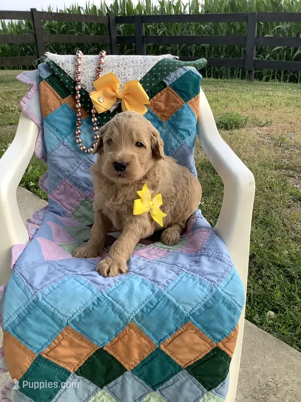 Ryan -F1b  – Goldendoodle puppy for sale in Baltic, OH