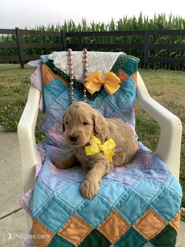 Ryan -F1b  – Goldendoodle puppy for sale in Baltic, OH