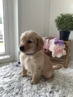 Cora, a female Golden Retriever for sale in Baltic, OH – 2 of 7