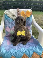 Rex- F1bb Standard , a male Goldendoodle for sale in Baltic, OH – 5 of 9