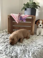 Sally, a female Golden Retriever for sale in Baltic, OH – 2 of 8