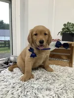 Freddie, a male Golden Retriever for sale in Baltic, OH – 2 of 10