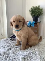 Tito, a male Golden Retriever for sale in Baltic, OH – 7 of 10