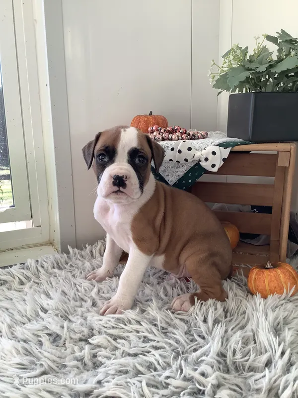 Terry – Boxer puppy for sale in Baltic, OH