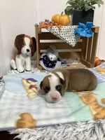 Terry, a male Boxer for sale in Baltic, OH – 2 of 9