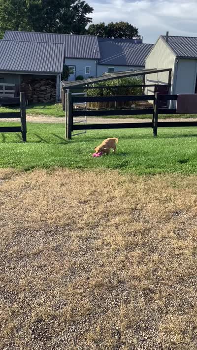 Lola , a female Golden Retriever for sale in Baltic, OH – 8 of 10