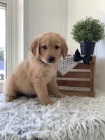 Chevy, a male Golden Retriever for sale in Baltic, OH – 6 of 8