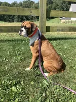 Minnie, a female Boxer for sale in Baltic, OH – Photo 7 of 7