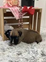 Minnie, a female Boxer for sale in Baltic, OH – Photo 5 of 7