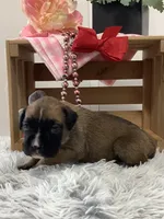 Minnie, a female Boxer for sale in Baltic, OH – Photo 4 of 7