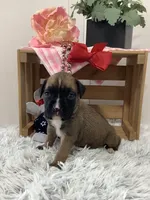 Minnie, a female Boxer for sale in Baltic, OH – Photo 1 of 7