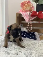 Minnie, a female Boxer for sale in Baltic, OH – Photo 3 of 7