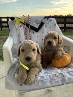 Zeke F1b Goldendoodle , a male Golden Retriever for sale in Baltic, OH – 3 of 8
