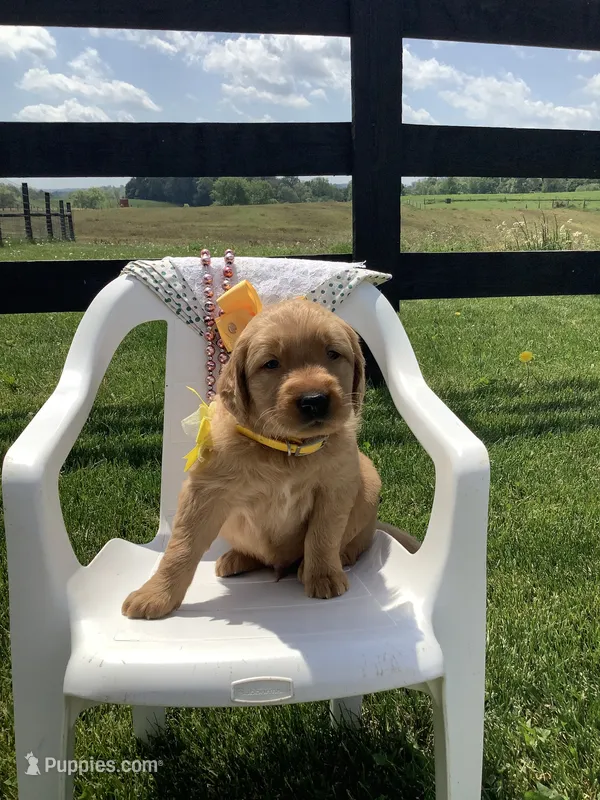Manny – Golden Retriever puppy for sale in Baltic, OH