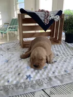 Alex, a male Golden Retriever for sale in Baltic, OH – 3 of 10