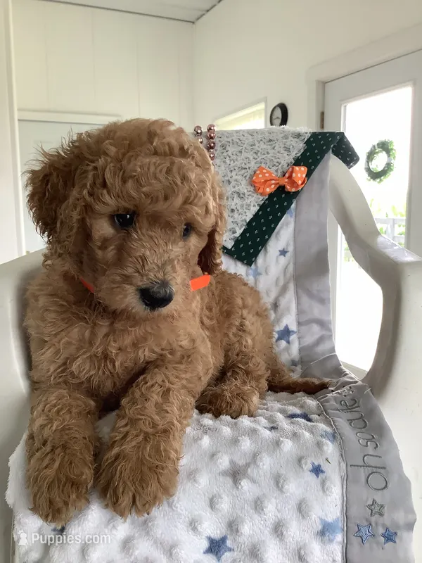 Ronnie -F1b  – Goldendoodle puppy on hold in Baltic, OH