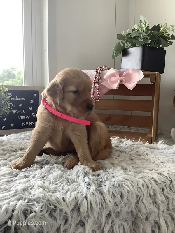 Sunshine  – Golden Retriever puppy for sale in Baltic, OH