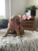 Sunshine , a female Golden Retriever for sale in Baltic, OH – 3 of 7