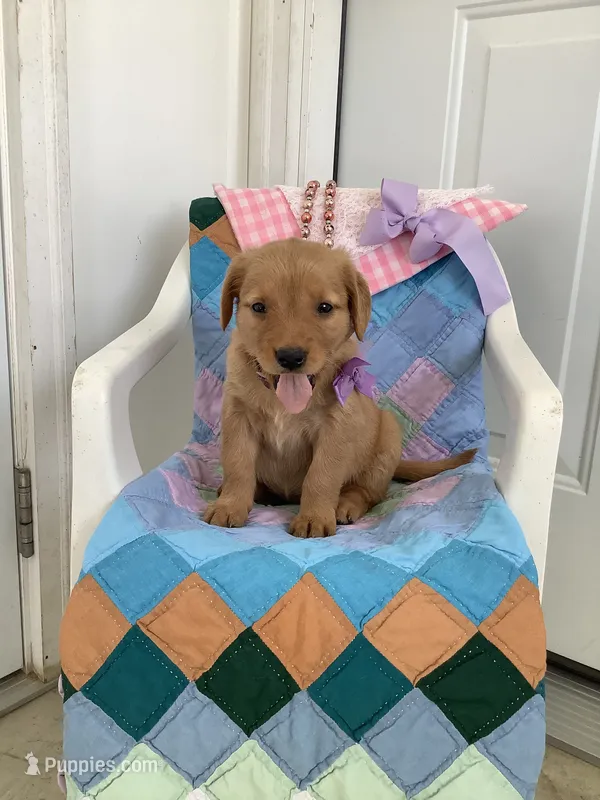 Sally  – Golden Retriever puppy on hold in Baltic, OH