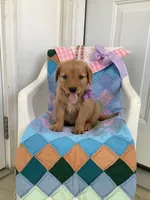 Sally , a male Golden Retriever for sale in Baltic, OH – 5 of 8