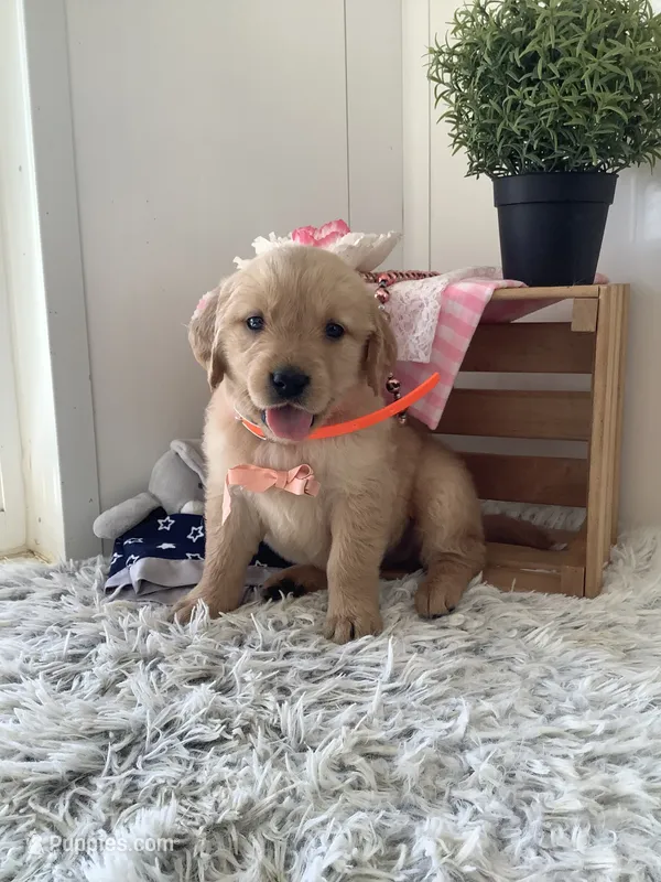 Connie – Golden Retriever puppy for sale in Baltic, OH