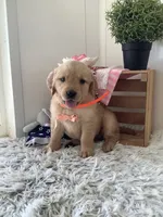 Connie, a female Golden Retriever for sale in Baltic, OH – 1 of 8