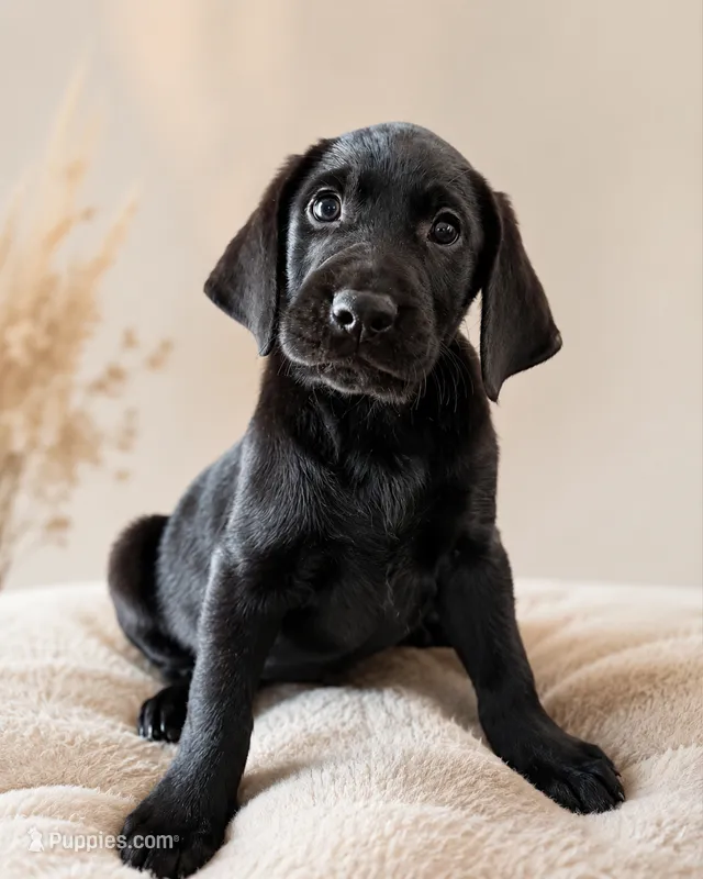 Arrow – Labrador Retriever puppy for sale in Golden Valley, AZ