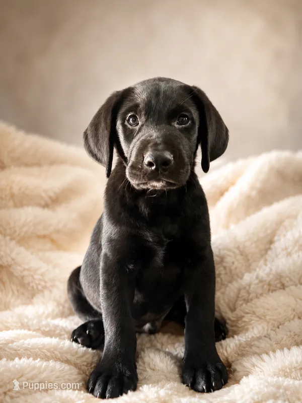 Spencer – Labrador Retriever puppy for sale in Golden Valley, AZ