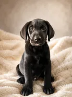 Spencer, a male Labrador Retriever for sale in Golden Valley, AZ – 1 of 5