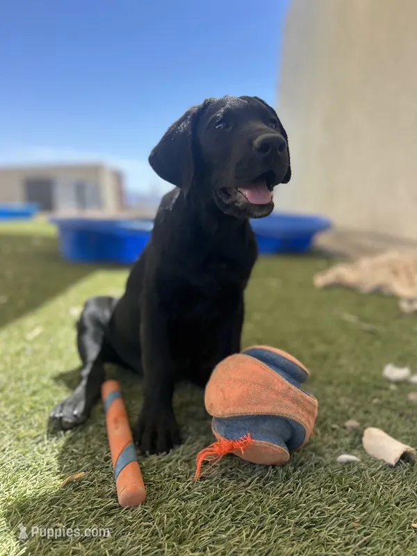 Spencer – Labrador Retriever puppy for sale in Golden Valley, AZ
