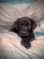 Spencer, a male Labrador Retriever for sale in Golden Valley, AZ – 2 of 5