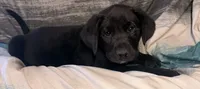 Spencer, a male Labrador Retriever for sale in Golden Valley, AZ – 3 of 5