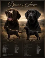 Spencer, a male Labrador Retriever for sale in Golden Valley, AZ – 5 of 5