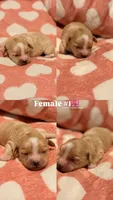 Daisy, a female Havapoo for sale in North Brunswick, NJ – 6 of 6