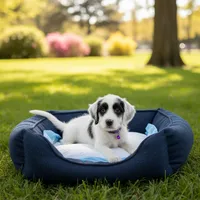 Plum, a female American Bully and Poodle - Miniature  for sale in North Brunswick, NJ – 2 of 2