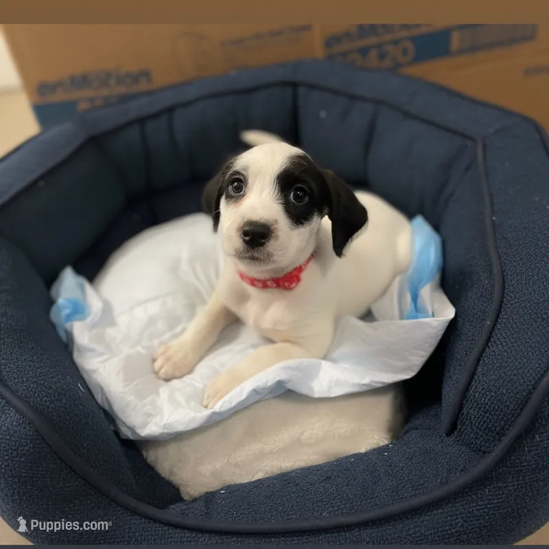 Cherry – American Bully, Poodle - Miniature  puppy for sale in North Brunswick, NJ