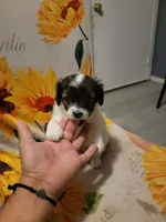 processed/a2c9a3f7-3d4e-4a8a-8884-e0fa04e7c826/listing/0ad554c5-cc4a-4903-8ee1-493d9304c652/b6e68c77-b1ee-48b6-bba3-a0e02ca936db