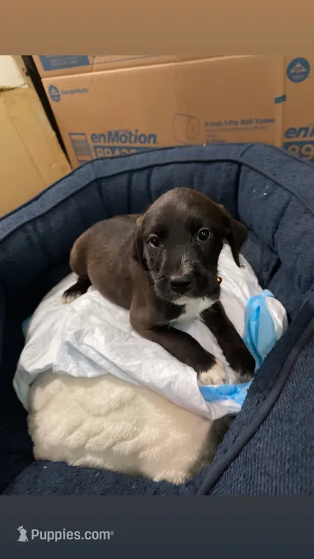 Coconut – American Bully, Poodle - Miniature  puppy for sale in North Brunswick, NJ